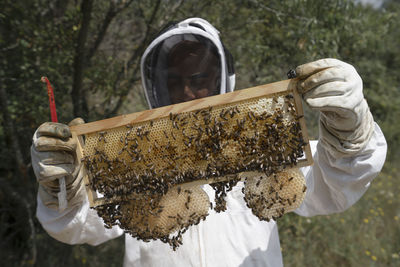 Drone cells, male honey bee on a beehive frame, hold by a beekeeper