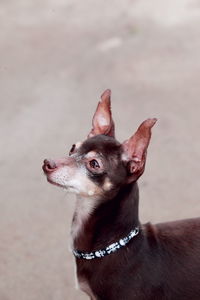 Close-up of dog looking up