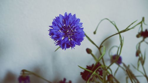 Close-up of purple flowers blooming outdoors