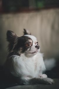 Close-up of dog looking away at home