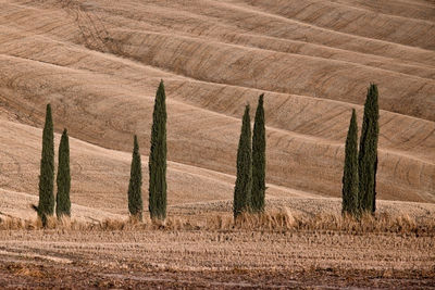 Hay bales on field