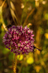 Close-up of pink pollinating on purple flowering plant