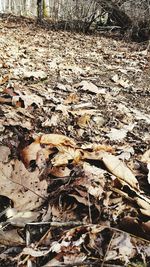 Fallen leaves in forest