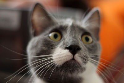 Close-up portrait of cat