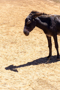 Old sad donkey in the desert on a sunny day