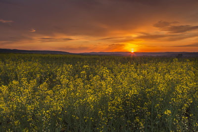 Scenic view of field against sky during sunset