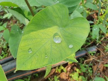 Close-up of raindrops on leaves