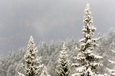 Close-up of christmas tree in snow