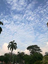 Low angle view of coconut palm trees against blue sky