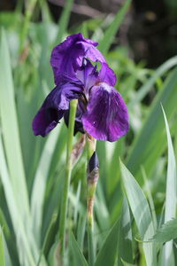 Close-up of purple flowering plant