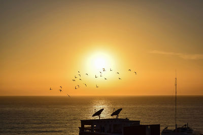 Silhouette birds flying over sea during sunset