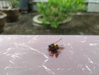 High angle view of bee
