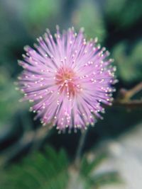 Close-up of pink flower blooming outdoors