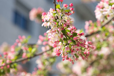 Close-up of pink cherry blossoms in spring