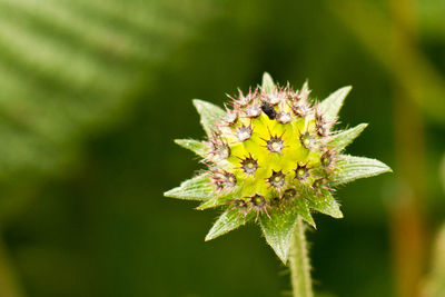Close-up of flower