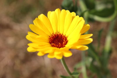 Close-up of yellow flower