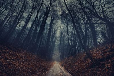 Trees in forest during autumn