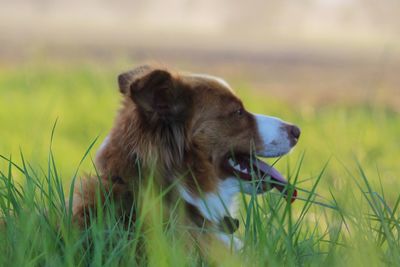 Dog looking away on field