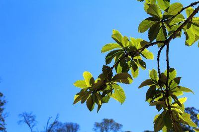 Low angle view of plant against clear blue sky