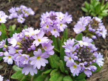 Close-up of purple flowering plants