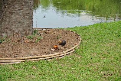 High angle view of turtle in lake