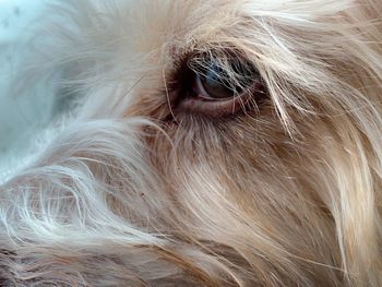 Close-up of dog eye
