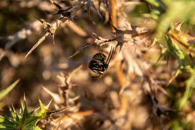 Close-up of bee pollinating