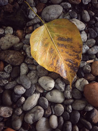 High angle view of dry leaves on rocks