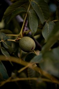 Close-up of fruit growing on tree