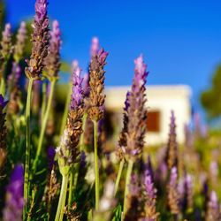 Close-up of purple flowering plants on field against sky