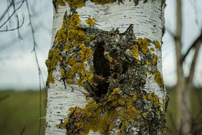 Close-up of tree trunk