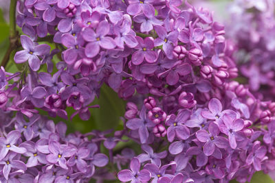 Close-up of purple flowering plants