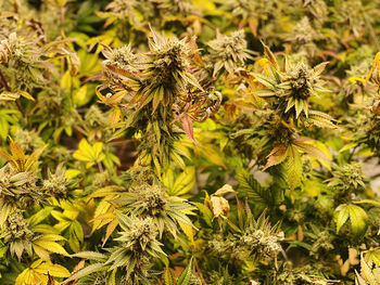 Close-up of cannabis plants