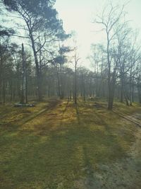 View of trees on landscape against sky