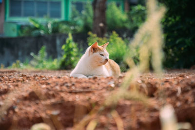 Cat sitting on a land