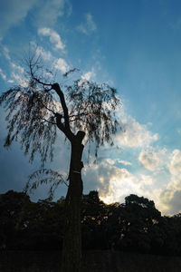 Low angle view of tree against sky
