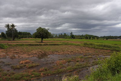 Scenic view of trees on field against sky