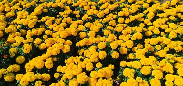 High angle view of yellow flowering plants