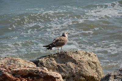 Seagull perching on rock by sea