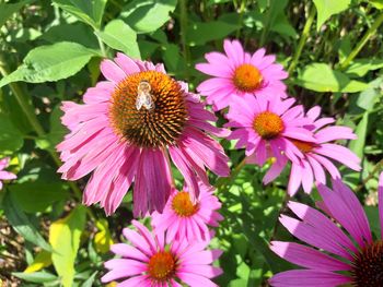 Close-up of pink daisy flowers