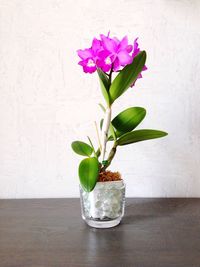 Close-up of pink flowers in vase