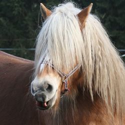 Close-up of a horse