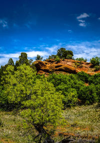 Scenic view of trees against blue sky