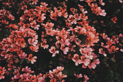 High angle view of flowering plants