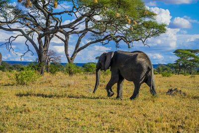Elephant on landscape against blue sky