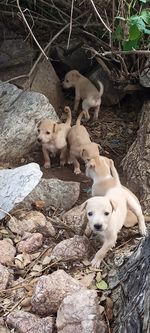 High angle view of a dog on rock