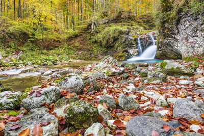 Low angle view of plants by river in forest