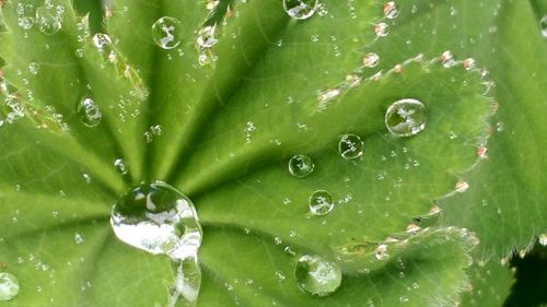 Close-up of water drops on leaf