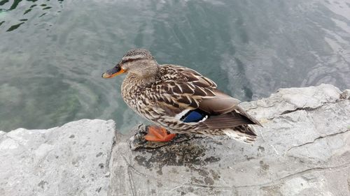 Cute duck on the edge of the lake