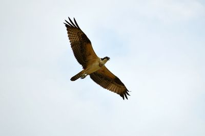 Low angle view of eagle flying against clear sky